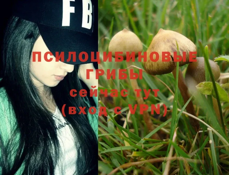 blacksprut ONION  Новосибирск  Галлюциногенные грибы Magic Shrooms 